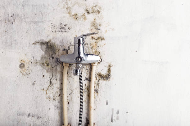 Best Water Damage Restoration  in Ridgebury, CT