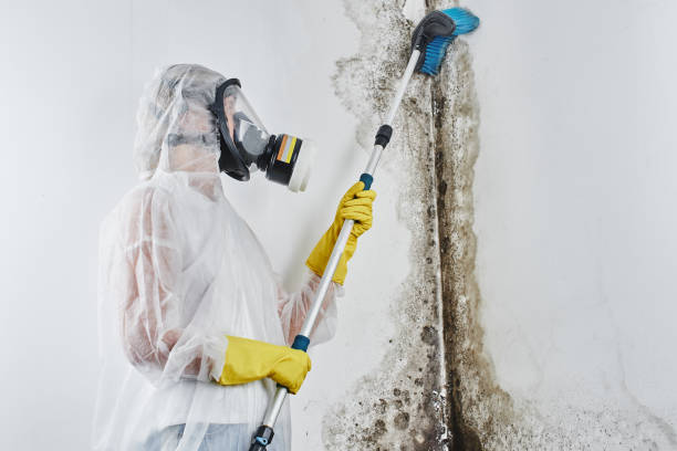 Best Certified Mold Removal  in Ridgebury, CT