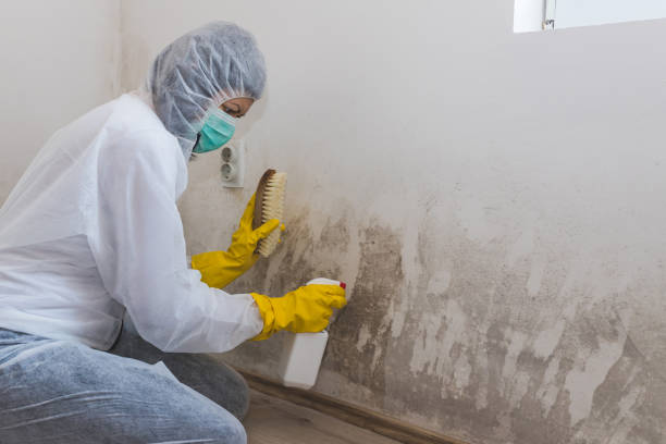 Best Same-Day Mold Removal  in Ridgebury, CT
