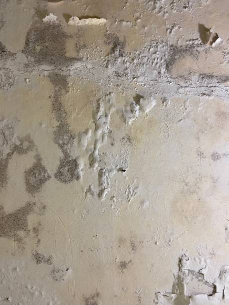 Best Black Mold Removal  in Ridgebury, CT