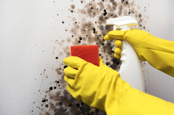 Best Mold Removal Company Near Me  in Ridgebury, CT