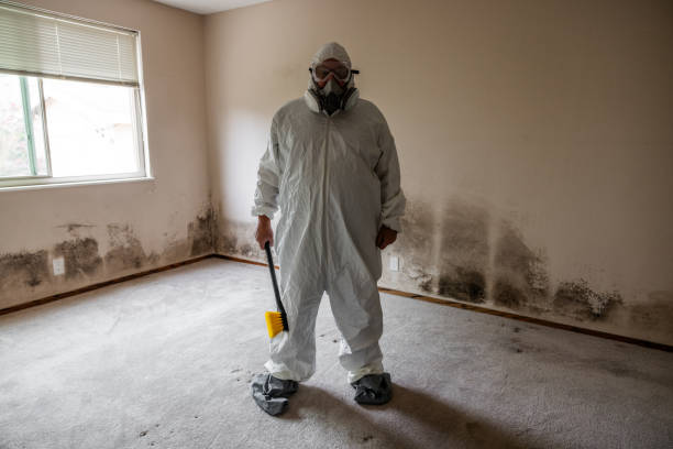 Best Same-Day Mold Removal  in Ridgebury, CT