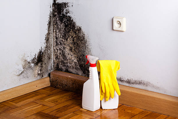 Best Mold Removal Near Me  in Ridgebury, CT