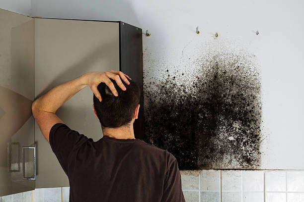 Certified Mold Removal in Ridgebury, CT