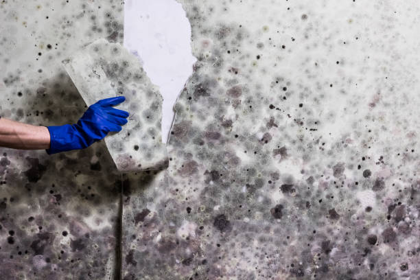 Best Mold Remediation Experts  in Ridgebury, CT